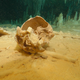 The Chan Hol 3 skull as it was found at the bottom of the submerged cave. The red arrow indicates a broken stalagmite nearby.